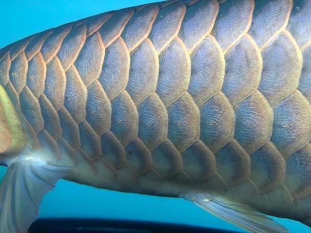 金龍魚發色階段圖解