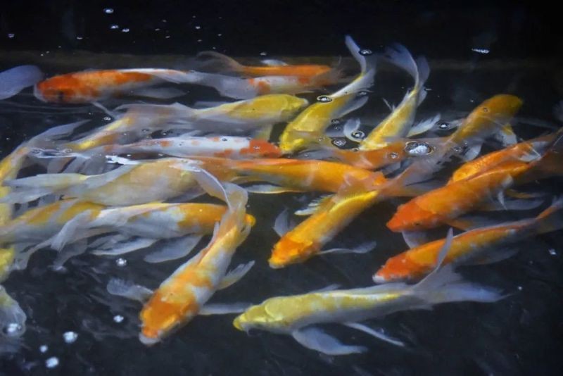 金龍魚怎么繁殖后代