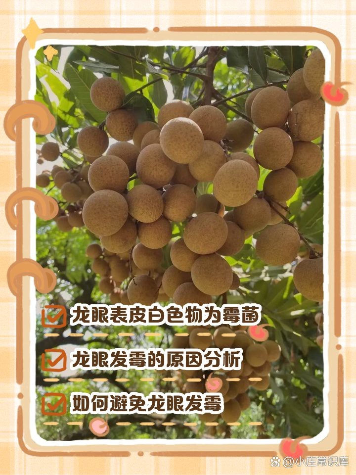 龍眼白霧產生的原因是什么？ 龍眼白霧產生的原因是什么？ 龍魚論壇 第3張