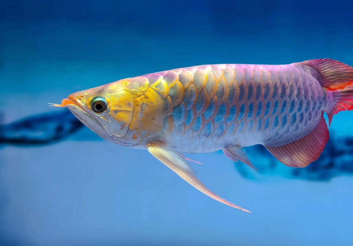 金龍魚的圖片大全高清圖