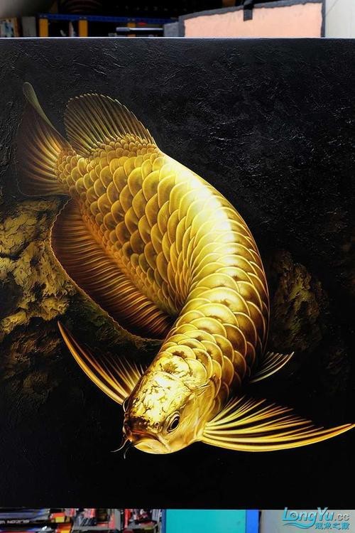 金龍魚的圖片大全高清圖