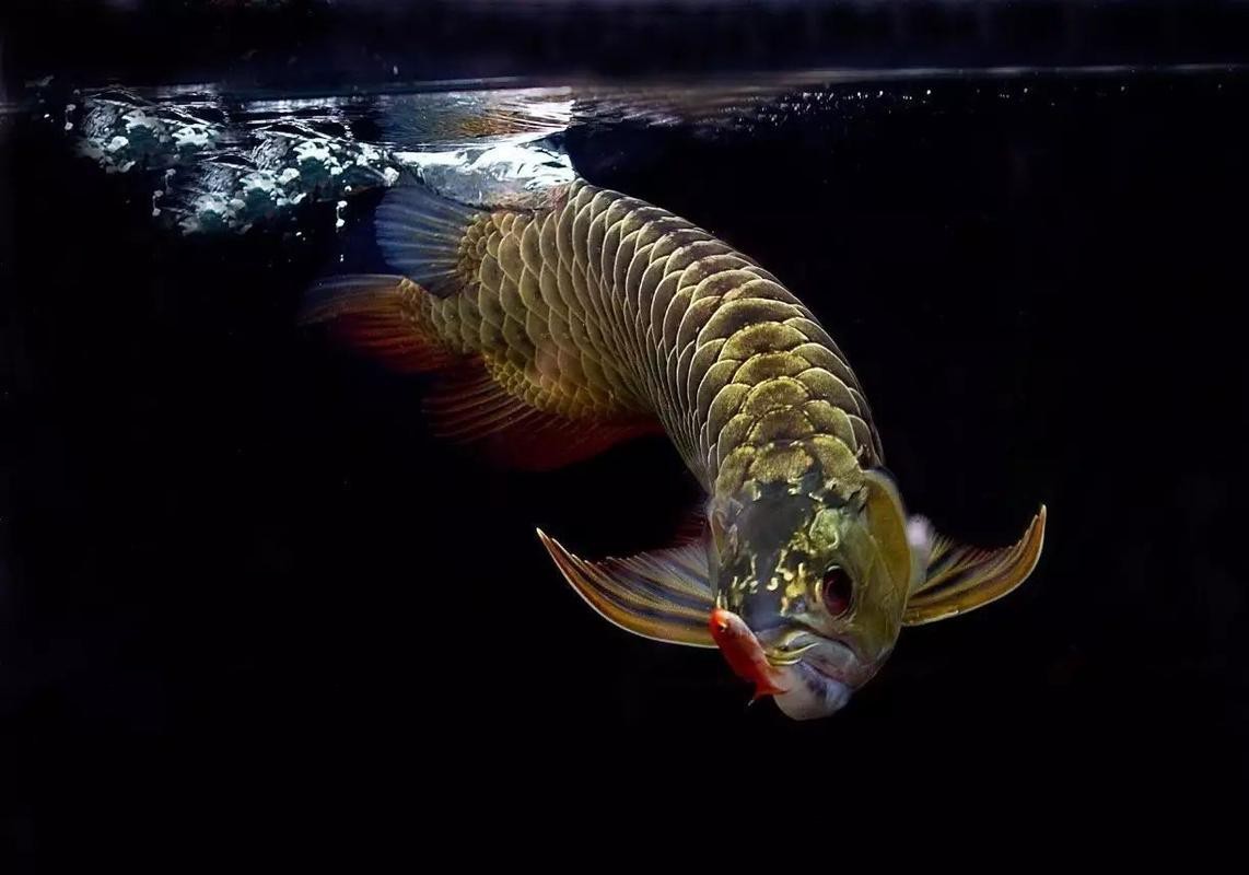 金龍魚的圖片大全高清圖