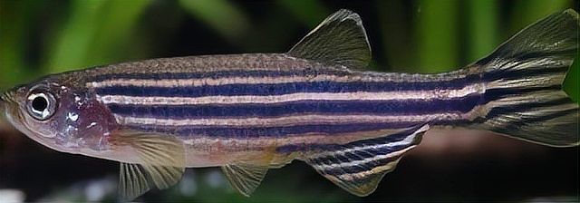 斑馬魚壽命一般多久 斑馬魚壽命一般多久 龍魚論壇 第2張