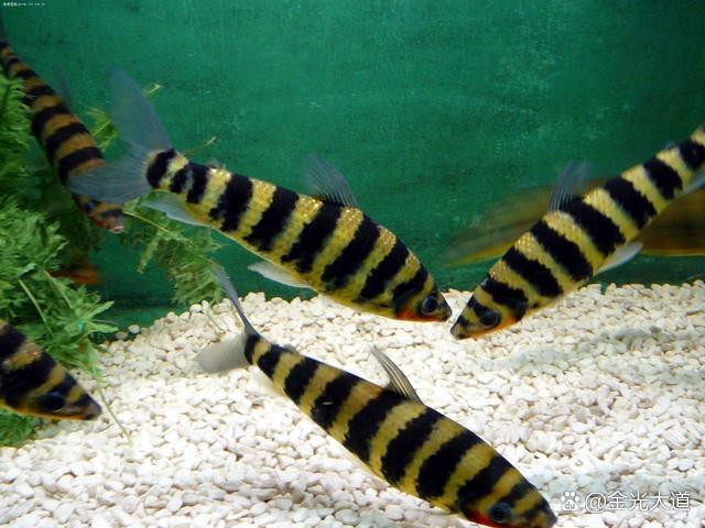 斑馬魚壽命一般多久 斑馬魚壽命一般多久 龍魚論壇 第4張