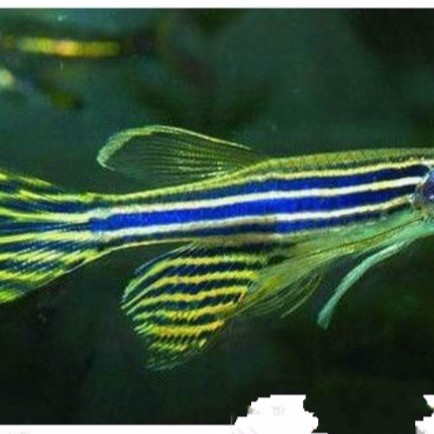 斑馬魚壽命一般多久 斑馬魚壽命一般多久 龍魚論壇 第1張