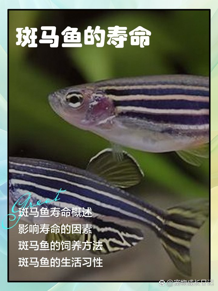 斑馬魚壽命一般多久 斑馬魚壽命一般多久 龍魚論壇 第3張