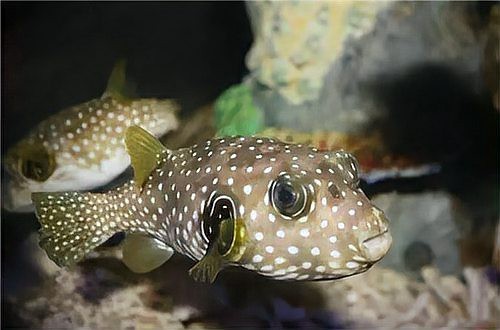 斑馬魚壽命一般多久 斑馬魚壽命一般多久 龍魚論壇 第6張