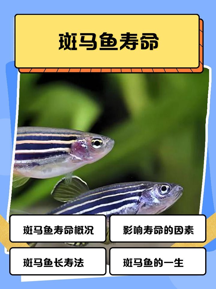斑馬魚壽命一般多久 斑馬魚壽命一般多久 龍魚論壇 第5張