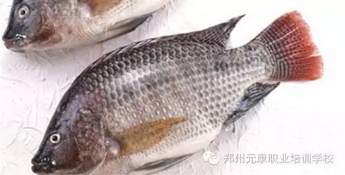 福壽魚營養價值高嗎 福壽魚營養價值高嗎 龍魚論壇 第1張
