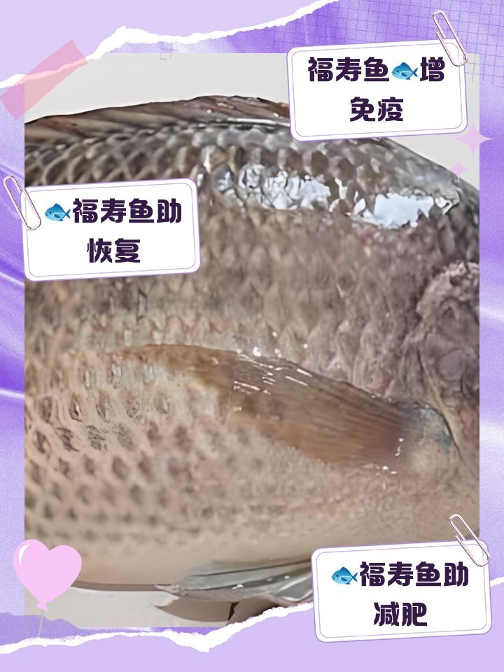 福壽魚營養價值高嗎 福壽魚營養價值高嗎 龍魚論壇 第4張