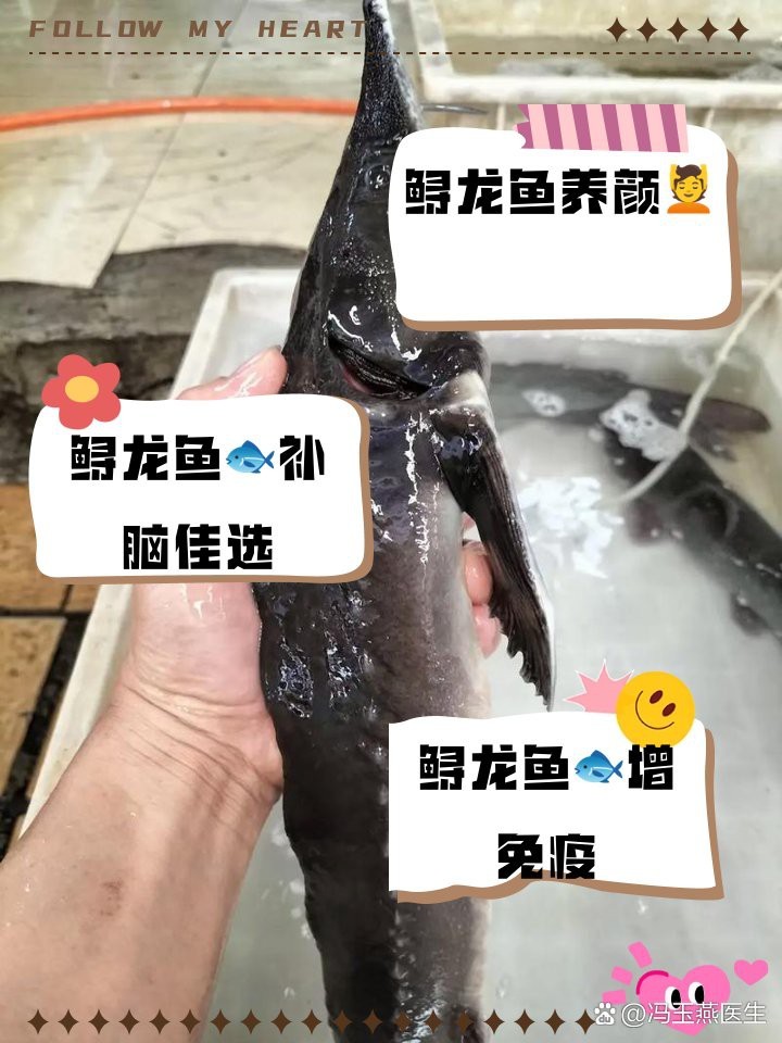 福龍魚的功效與作用