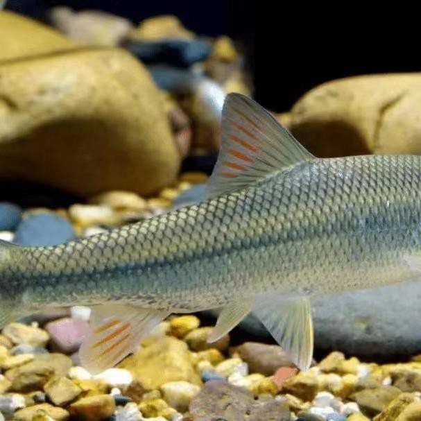 錢魚的圖片大全大圖 錢魚的圖片大全大圖 龍魚論壇 第1張