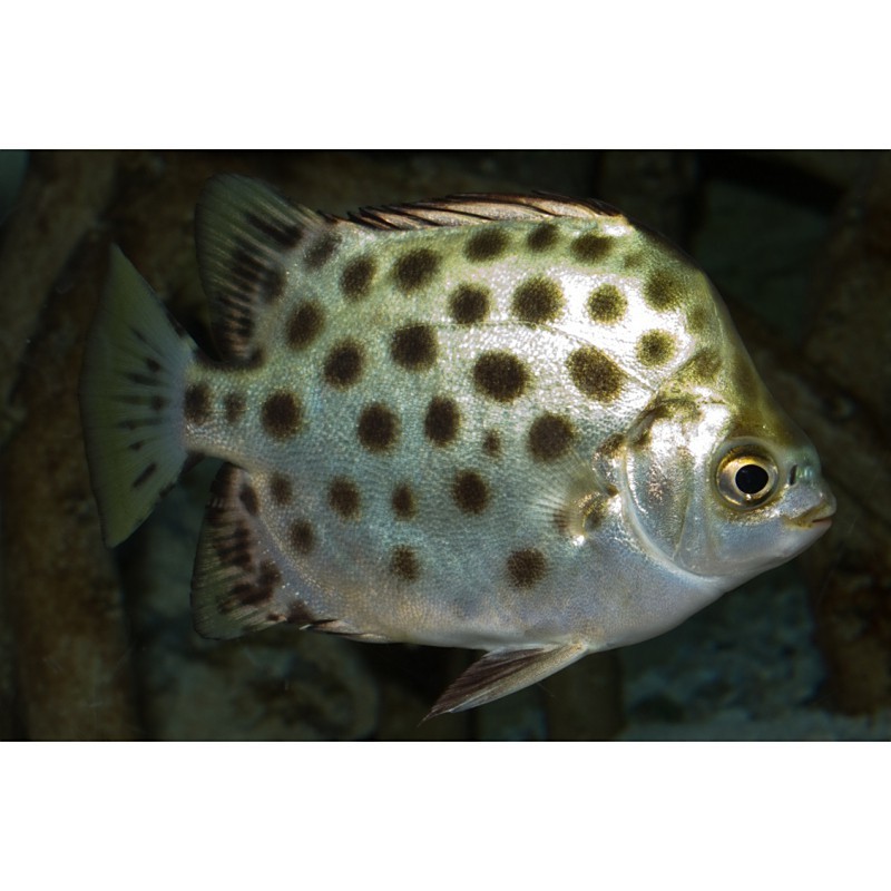 錢魚的圖片大全大圖 錢魚的圖片大全大圖 龍魚論壇 第3張
