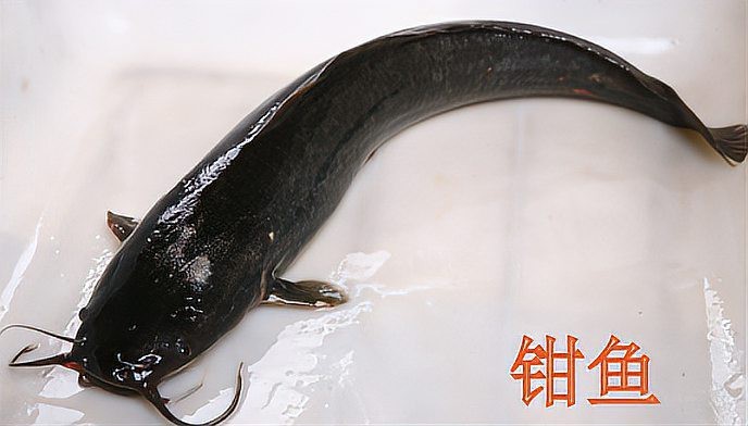 錢魚的圖片大全大圖 錢魚的圖片大全大圖 龍魚論壇 第2張