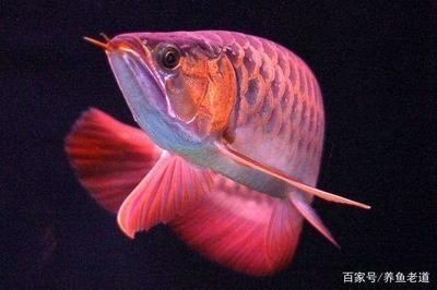 魚缸用增氧泵價(jià)格是多少:魚缸增氧機(jī)-xtrac增氧機(jī)-xtrac增氧機(jī) 梁溪區(qū)魚門望族水族館(梁溪區(qū)魚門望族水族館地址) 全國(guó)水族館企業(yè)名錄 梁溪區(qū)魚門望族水族館(梁溪區(qū)魚門望族水族館地址) 梁溪區(qū)魚門望族水族館(梁溪區(qū)魚門望族水族館地址) 全國(guó)水族館企業(yè)名錄