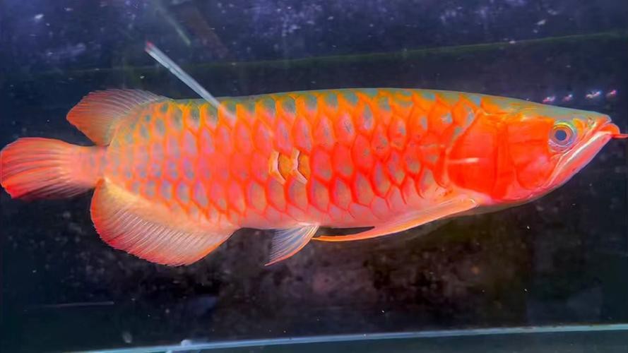 紅龍魚最帥的圖片