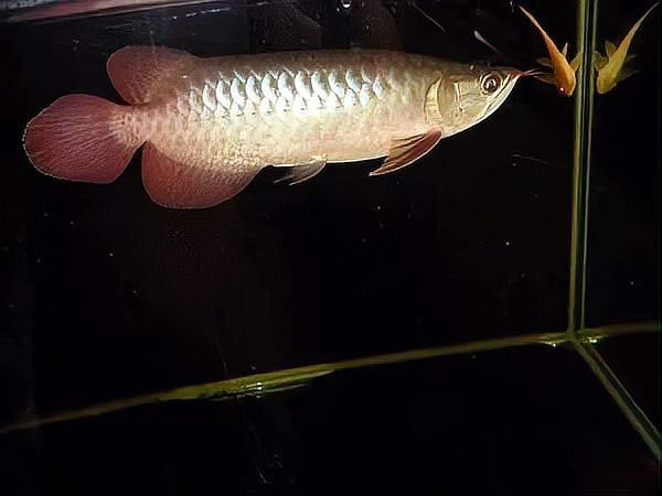 紅龍魚最帥的圖片