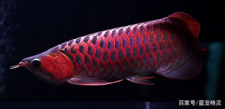 紅龍魚最帥的圖片