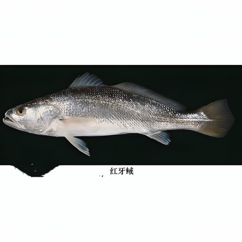 紅狼牙鰕虎魚(yú)最貴的三個(gè)品種