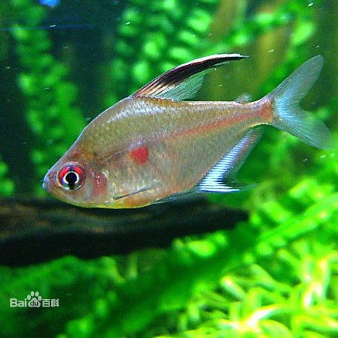 紅勾魚簡介 紅勾魚簡介 龍魚論壇 第3張