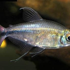 紅勾魚簡介 紅勾魚簡介 龍魚論壇 第9張