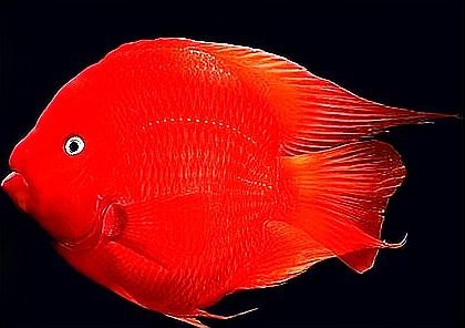 風(fēng)水魚代表什么