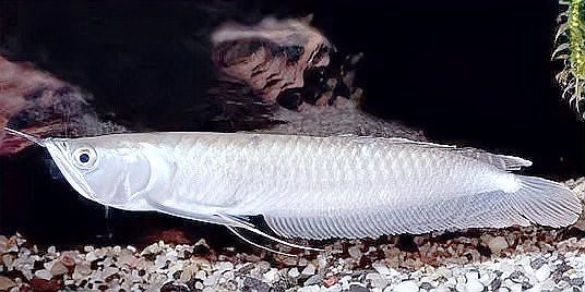 風(fēng)水魚代表什么