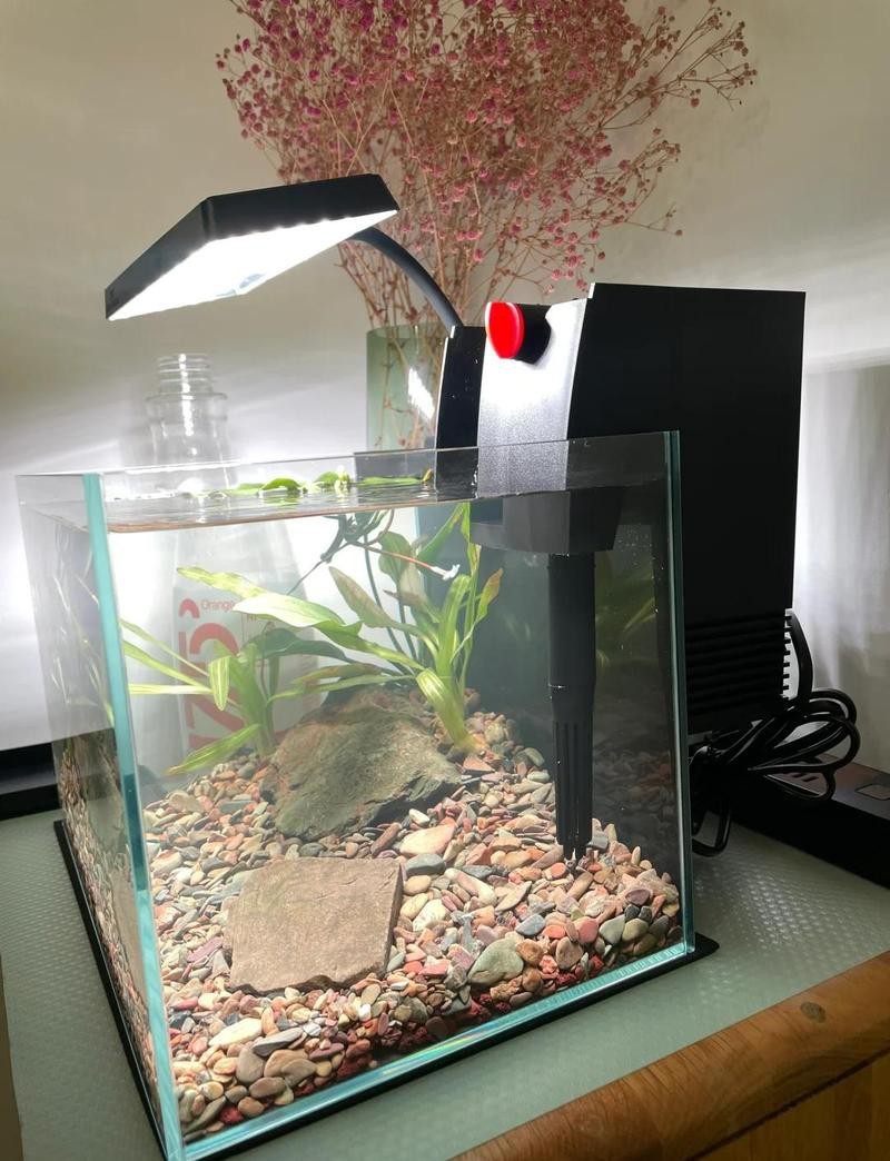德國伊罕玩家水族箱