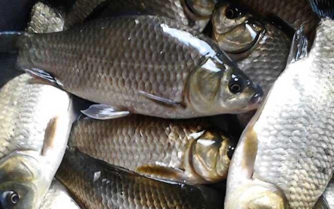 豆粕直接喂魚長得快嗎 豆粕直接喂魚長得快嗎 龍魚論壇 第2張