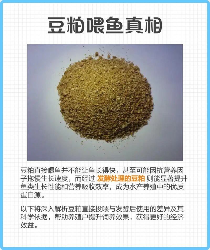 豆粕直接喂魚長得快嗎 豆粕直接喂魚長得快嗎 龍魚論壇 第1張