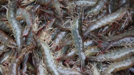 豆粕直接喂魚長得快嗎 豆粕直接喂魚長得快嗎 龍魚論壇 第4張
