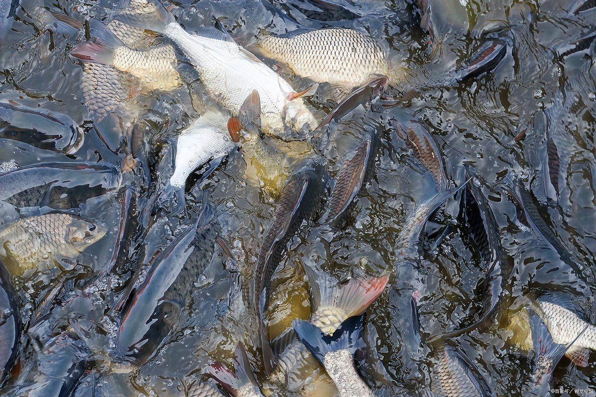 豆粕直接喂魚長得快嗎 豆粕直接喂魚長得快嗎 龍魚論壇 第6張