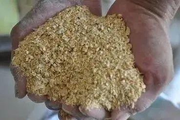 豆粕直接喂魚長得快嗎 豆粕直接喂魚長得快嗎 龍魚論壇 第7張