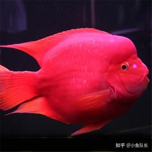 紅色魚圖片大全 紅色魚圖片大全 龍魚論壇 第2張