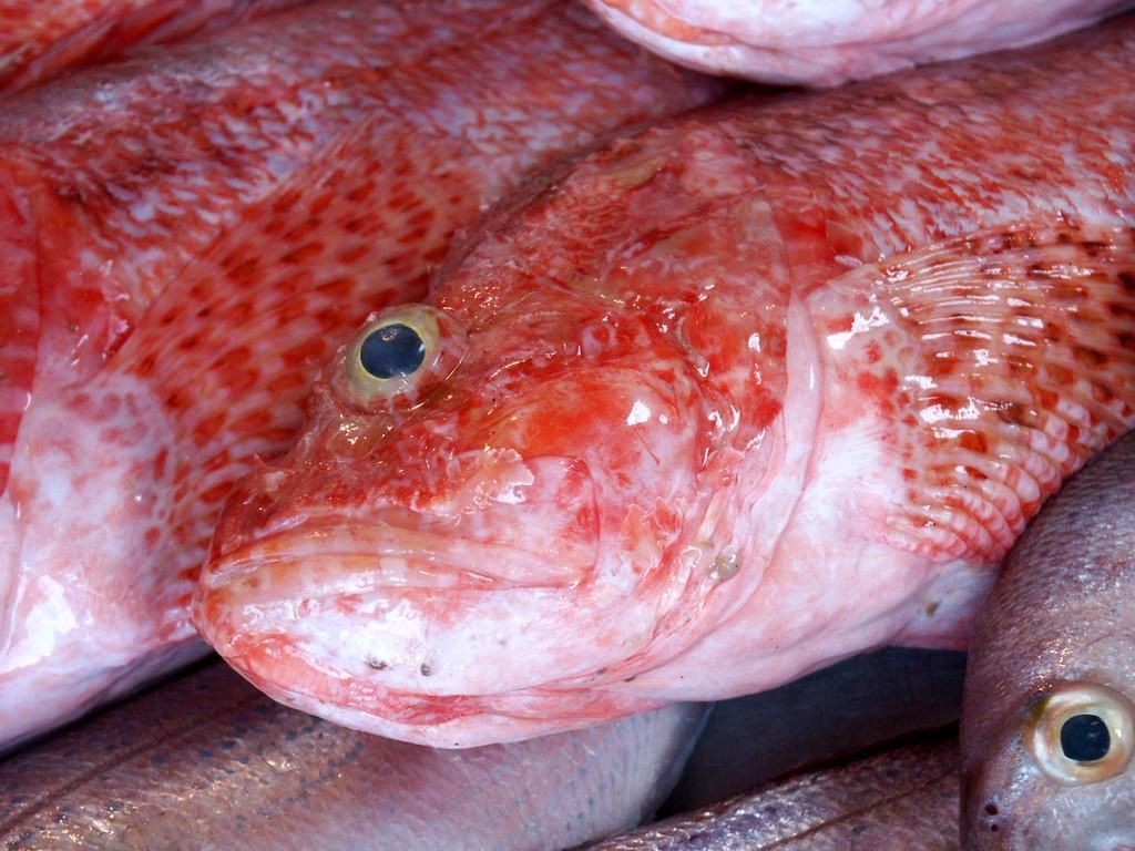 紅色魚圖片大全 紅色魚圖片大全 龍魚論壇 第5張