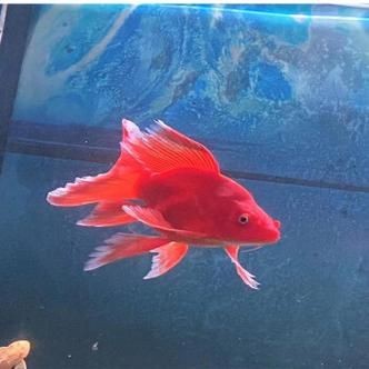 紅色魚圖片大全 紅色魚圖片大全 龍魚論壇 第8張