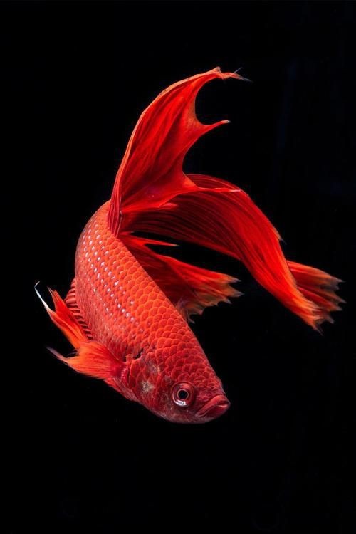 紅色魚圖片大全 紅色魚圖片大全 龍魚論壇 第4張