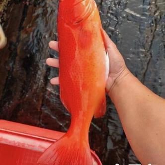 紅色魚圖片大全 紅色魚圖片大全 龍魚論壇 第9張