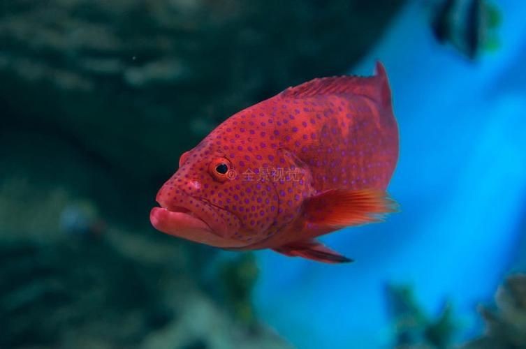紅色魚圖片大全 紅色魚圖片大全 龍魚論壇 第14張