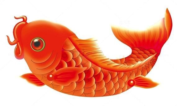 紅色魚圖片大全 紅色魚圖片大全 龍魚論壇 第10張