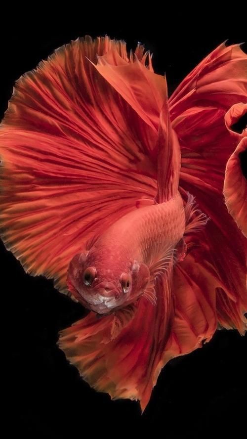 紅色魚圖片大全 紅色魚圖片大全 龍魚論壇 第15張