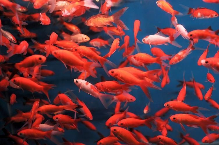紅色魚圖片大全 紅色魚圖片大全 龍魚論壇 第17張