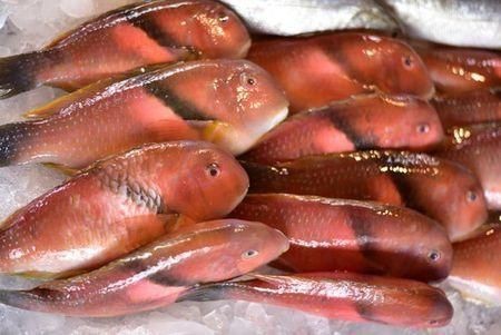 紅色魚圖片大全 紅色魚圖片大全 龍魚論壇 第11張