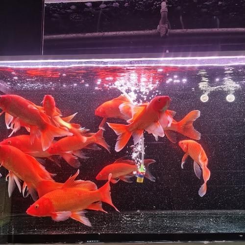 紅色魚圖片大全 紅色魚圖片大全 龍魚論壇 第13張