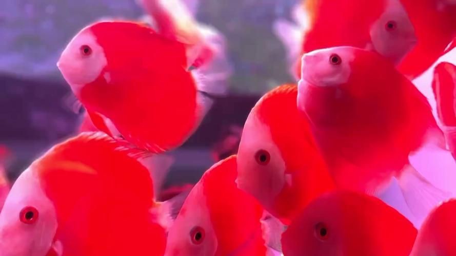 紅色魚圖片大全 紅色魚圖片大全 龍魚論壇 第18張