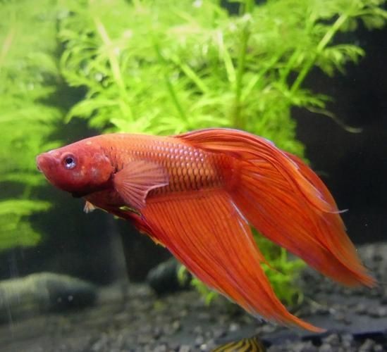 紅色魚圖片大全 紅色魚圖片大全 龍魚論壇 第21張