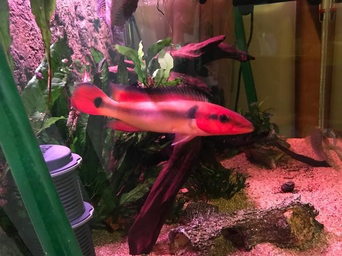 孔雀龍魚種類及圖片介紹圖大全 龍魚百科 第5張 孔雀龍魚種類及圖片介紹圖大全 孔雀龍魚種類及圖片介紹圖大全 龍魚百科 第5張