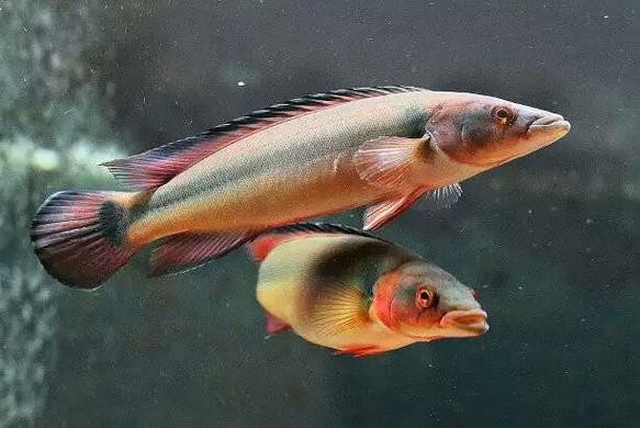 孔雀龍魚種類及圖片介紹圖大全 龍魚百科 第8張 孔雀龍魚種類及圖片介紹圖大全 孔雀龍魚種類及圖片介紹圖大全 龍魚百科 第8張