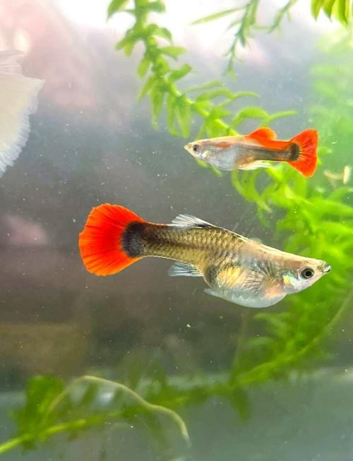 孔雀龍魚種類及圖片介紹圖大全 龍魚百科 第7張 孔雀龍魚種類及圖片介紹圖大全 孔雀龍魚種類及圖片介紹圖大全 龍魚百科 第7張
