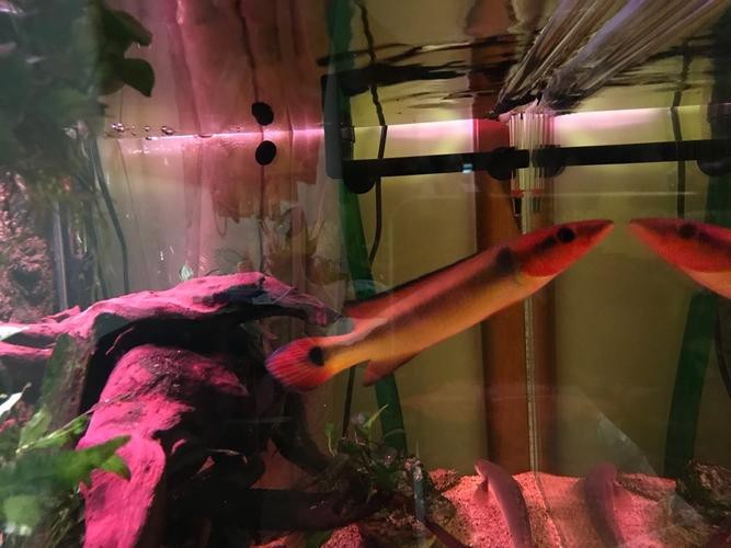 孔雀龍魚種類及圖片介紹圖大全 龍魚百科 第16張 孔雀龍魚種類及圖片介紹圖大全 孔雀龍魚種類及圖片介紹圖大全 龍魚百科 第16張